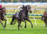 Dark bay racehorse with a jockey in white and black silks charging down the track on a green turf field edge.