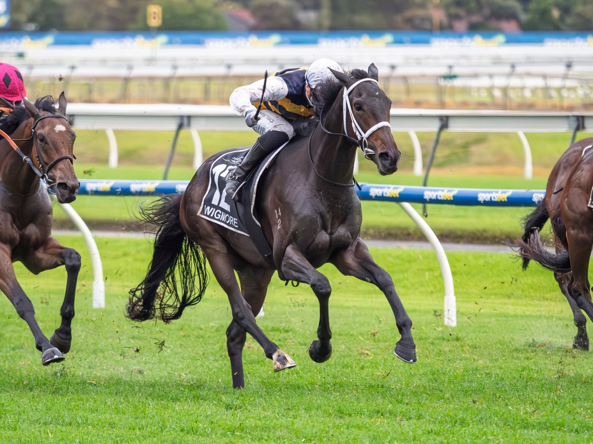 Dark bay racehorse with a jockey in white and black silks charging down the track on a green turf field edge.