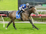 Jockey in blue and white silks riding a gray-brown horse with a blue saddlecloth marked 4, galloping on a grassy racecourse barrier rail in a jump race