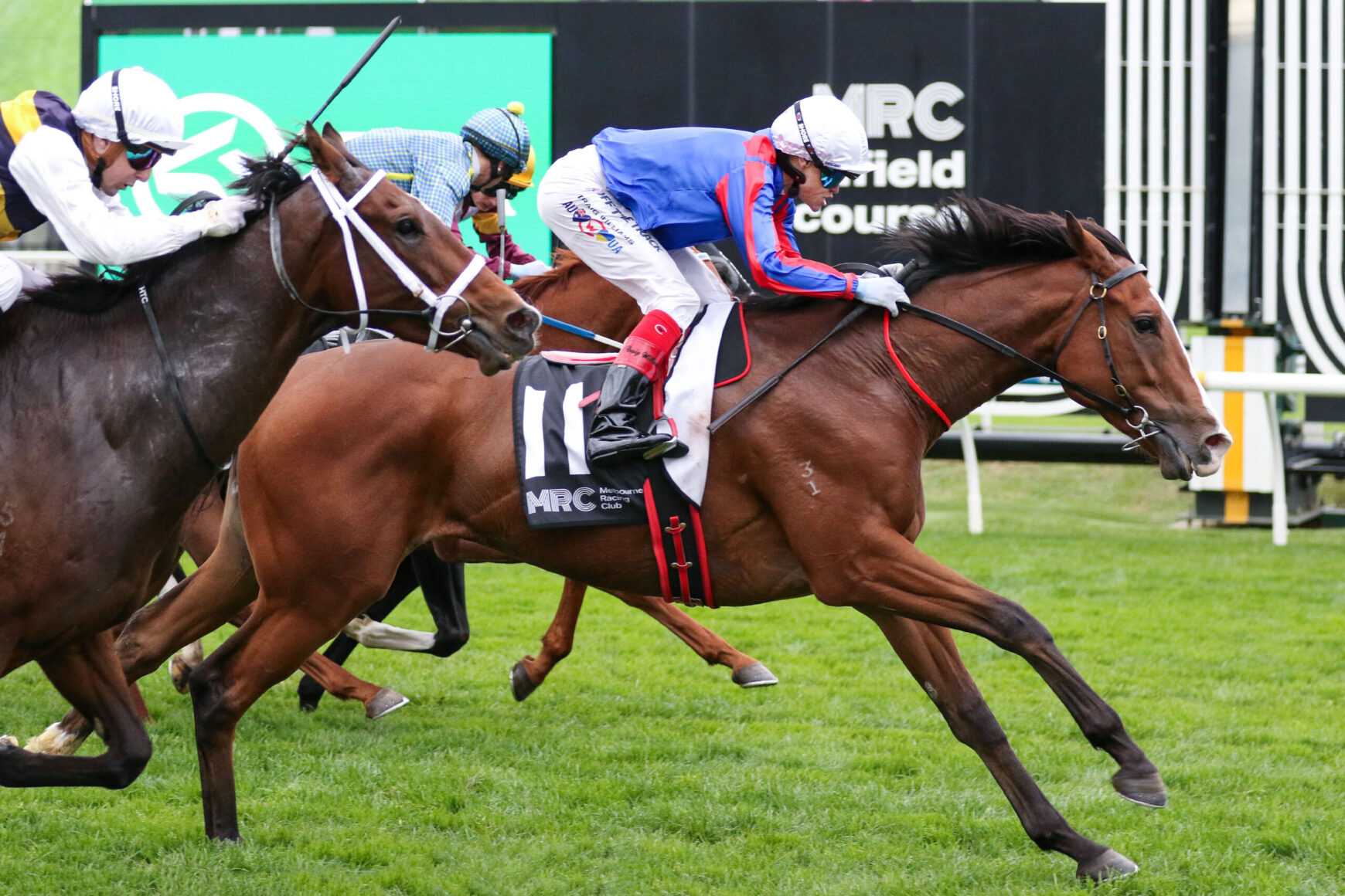 Jockeys race on grass; the lead rider wears blue and red silks on a chestnut horse with number 11.