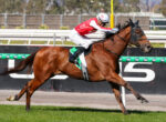 Jockey in red and white silks rides a bay horse during a race on a track with green rails behind them