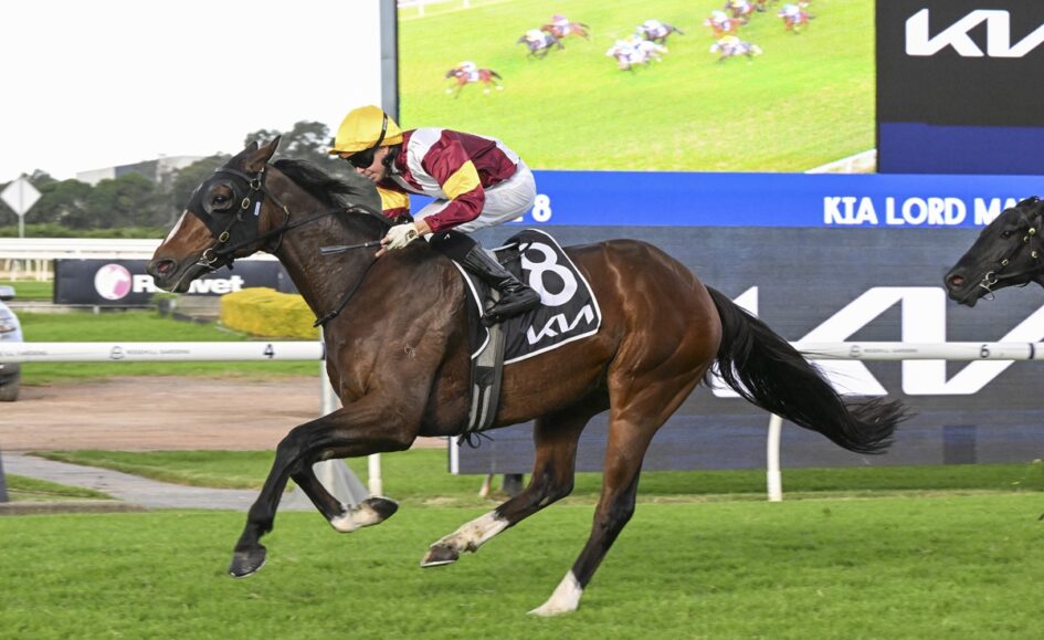 Horse and jockey mid-race on a grassy track, wearing a yellow helmet and maroon-white silks, #8 saddlecloth close to winner's turn on the rails.