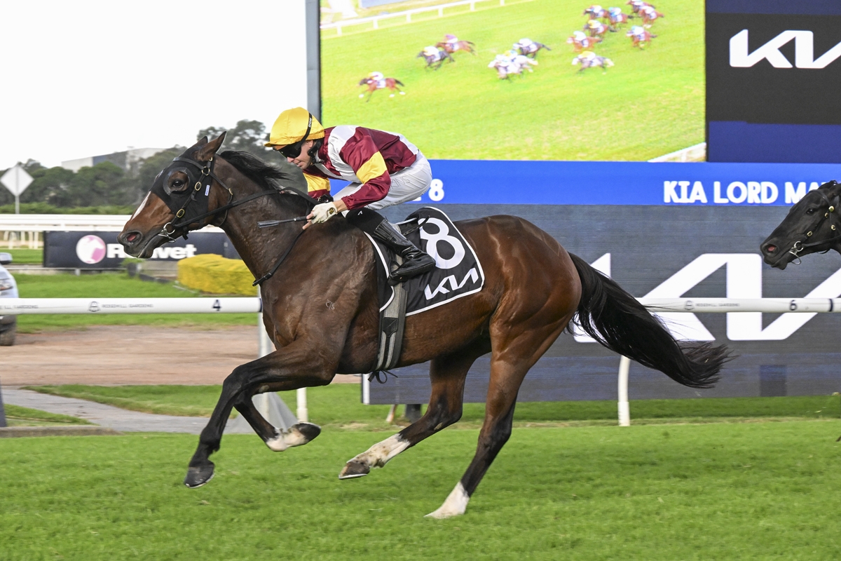 Horse and jockey mid-race on a grassy track, wearing a yellow helmet and maroon-white silks, #8 saddlecloth close to winner's turn on the rails.