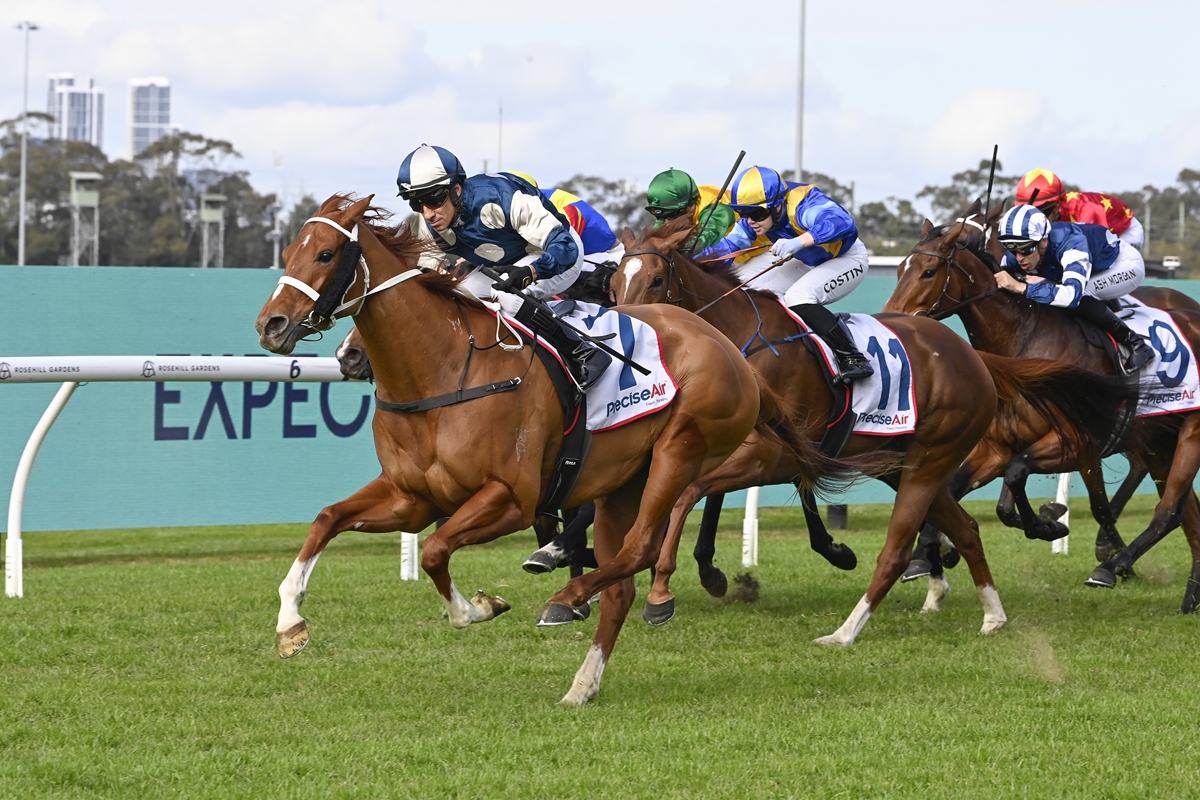 Group of thoroughbreds racing on a grassy track, leading with blue-and-white silks; jockeys lean forward as horses run neck-and-neck.