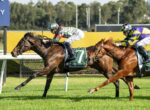 Two jockeys ride galloping horses on a grassy racetrack, with a dark bay horse leading and a chestnut horse chasing beside it, yellow barriers in the background.