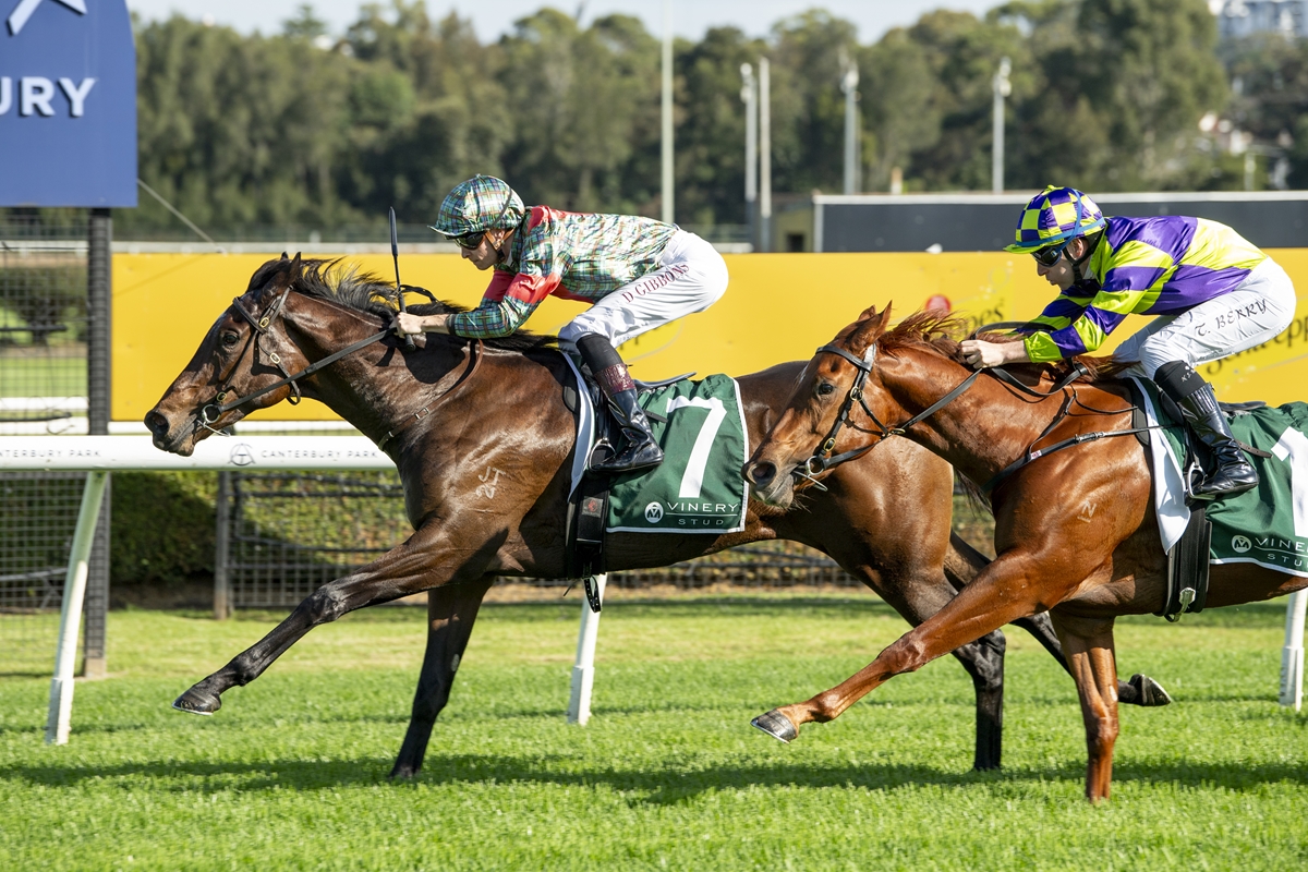 Two jockeys ride galloping horses on a grassy racetrack, with a dark bay horse leading and a chestnut horse chasing beside it, yellow barriers in the background.