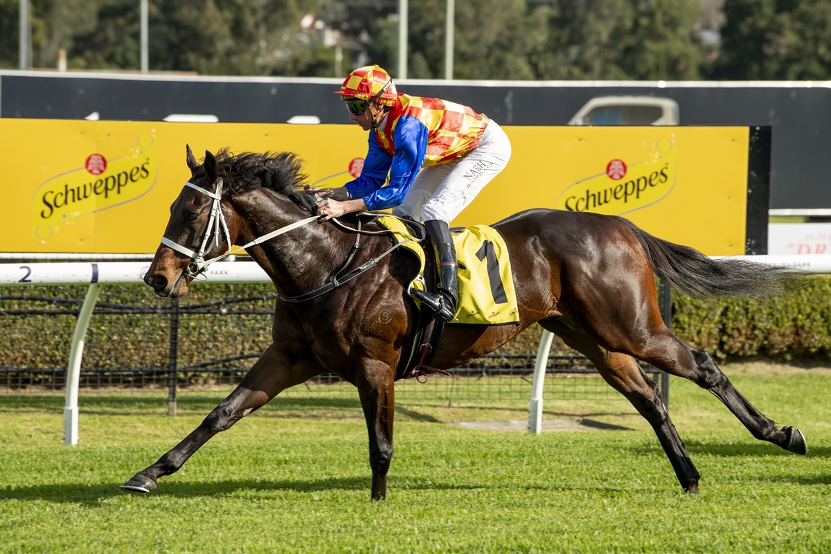 Jockey in red-yellow check silks rides a dark brown horse on a racetrack with a Schweppes banner in the background.