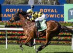 Jockey in yellow-and-black checkered silks rides a galloping bay horse at Royal Randwick, with a blue advertising sign in the background.