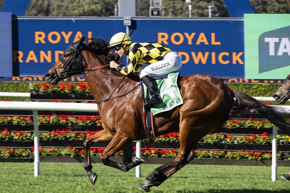 Jockey in yellow-and-black checkered silks rides a galloping bay horse at Royal Randwick, with a blue advertising sign in the background.