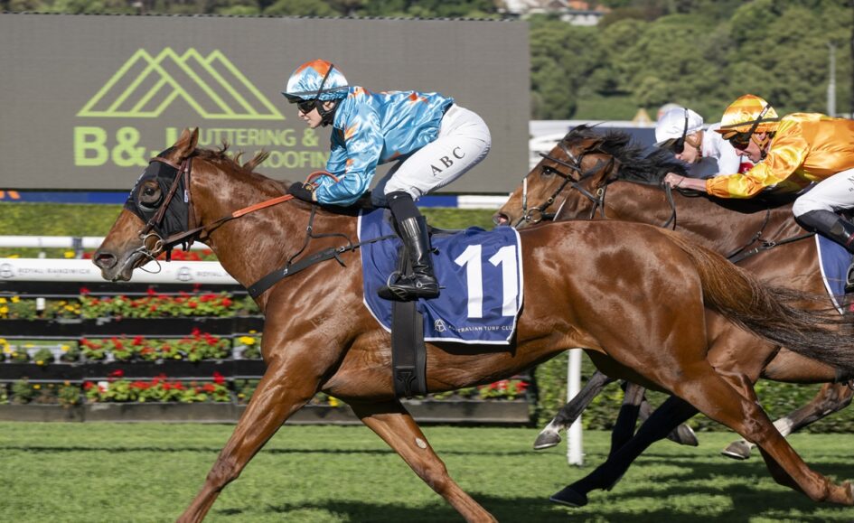 Leading brown racehorse with jockey in blue silks (number 11) sprinting on a sunny turf course; others chase behind.