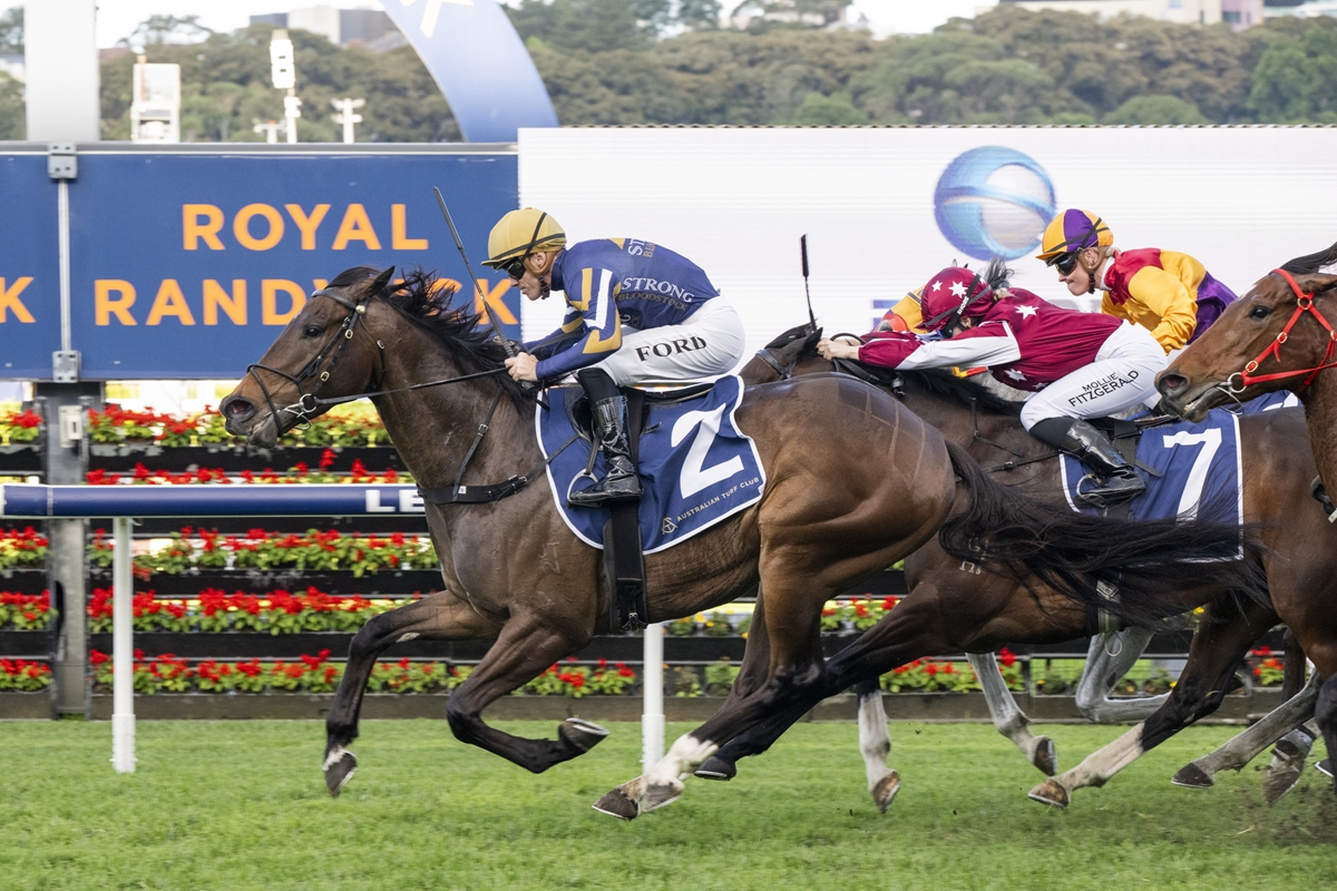 Thoroughbred horse race in progress with jockeys leaning forward and horses galloping on a green track.