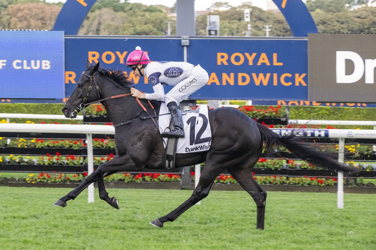 Black horse gallops on a racecourse with jockey in pink cap and white silks, number 12 saddlecloth, at Royal Randwick signage behind.