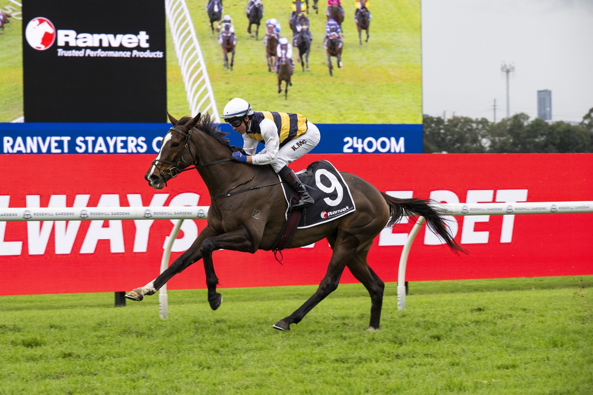 Horse and jockey sprinting on a grassy racecourse, wearing number 9 and yellow‑white silks with blue/red ads in the background