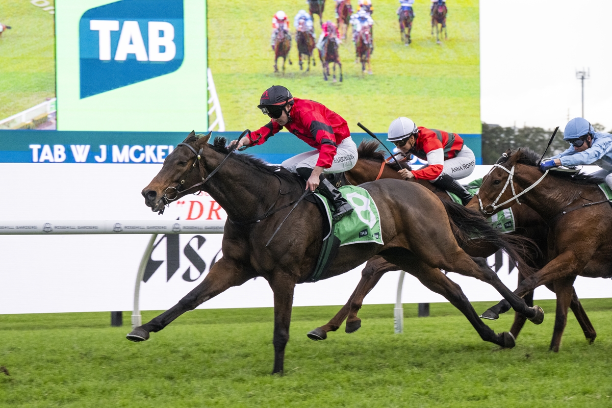 Horse race in progress: lead jockey in red silks on a dark bay horse wearing a green number 8 saddlecloth, chased by rivals on a grassy track.