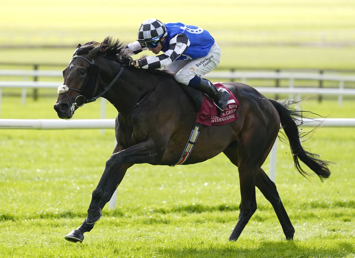 Jockey in blue and white silks riding a dark horse mid-race on a sunny grass track.