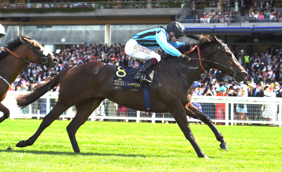 Dark bay horse with jockey in blue and black silks sprint to the finish at Royal Ascot, #8 saddle cloth, crowd in background