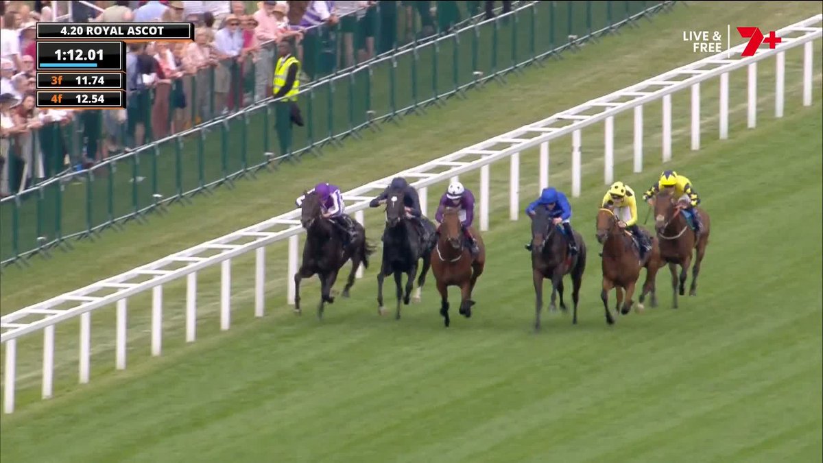 Seven thoroughbred horses race along the turf at Royal Ascot, jockeys in purple, blue, and yellow silks, with spectators beyond the trackRail fence on the left.