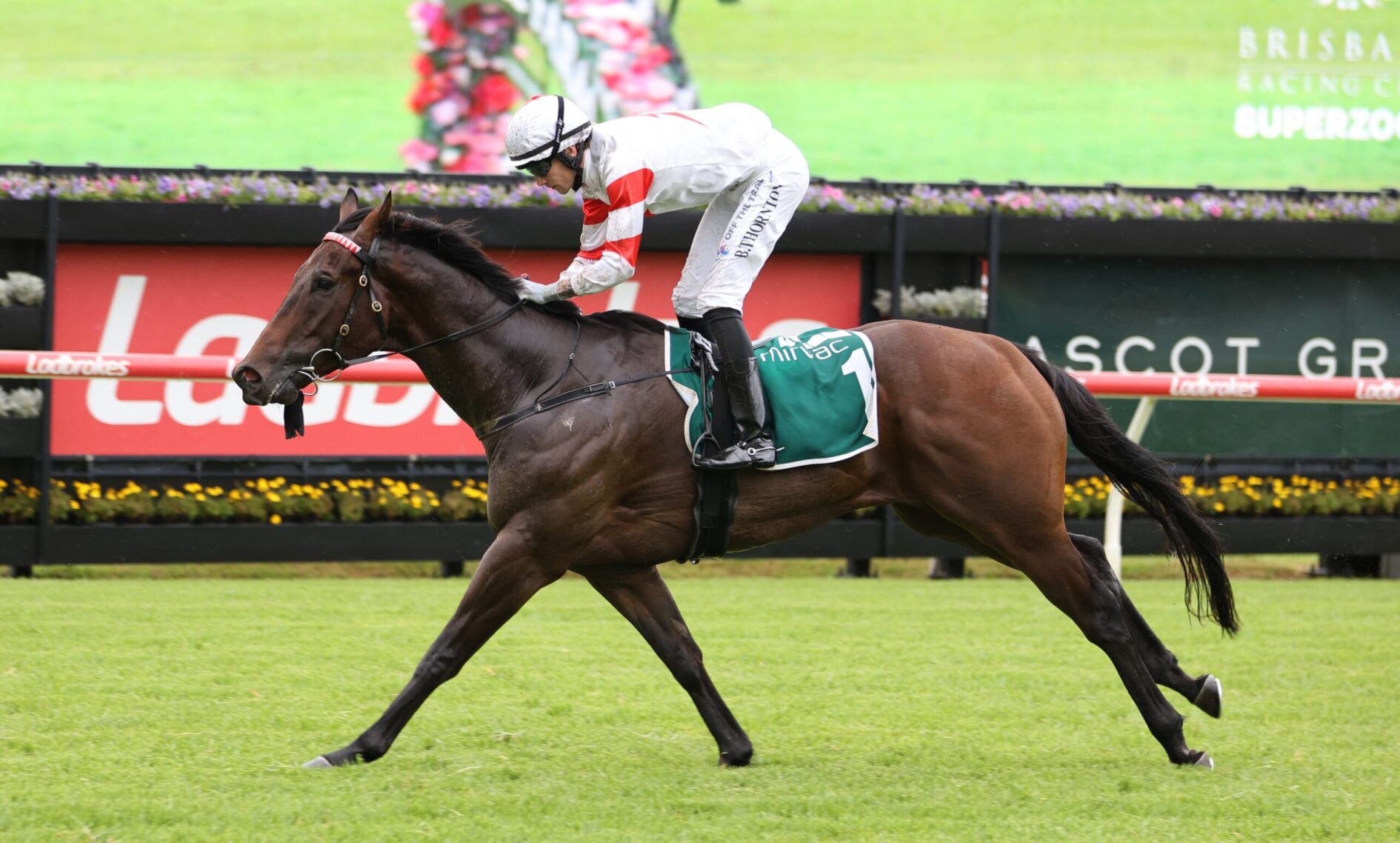 Jockey in white and red silks riding a brown horse at full gallop on a grass racecourse with a green saddle cloth.