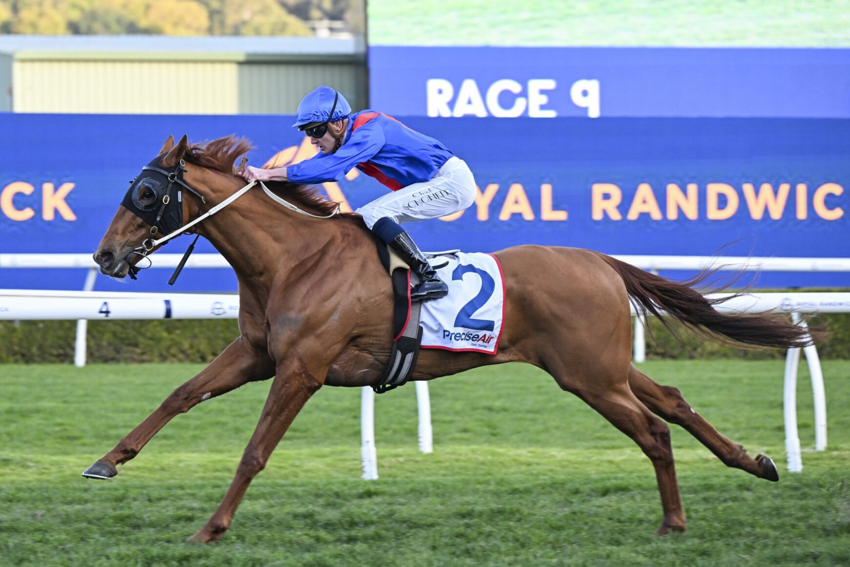 Horse and jockey in blue silks racing at a track; number 2 saddlecloth visible against a blue advertising backdrop.