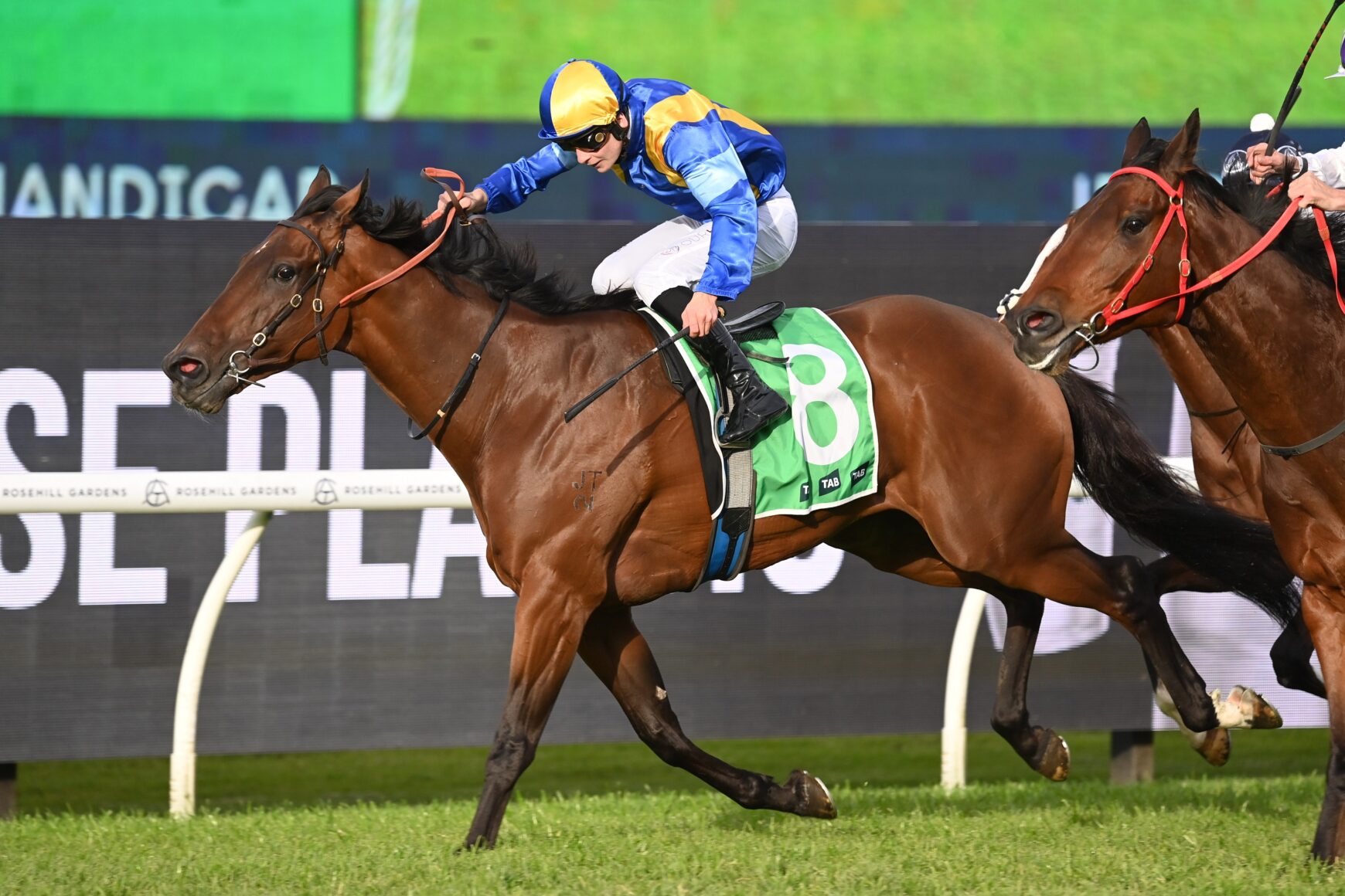 Jockey in blue and yellow silks rides a brown horse with a green number 8 cloth during a race on grass.