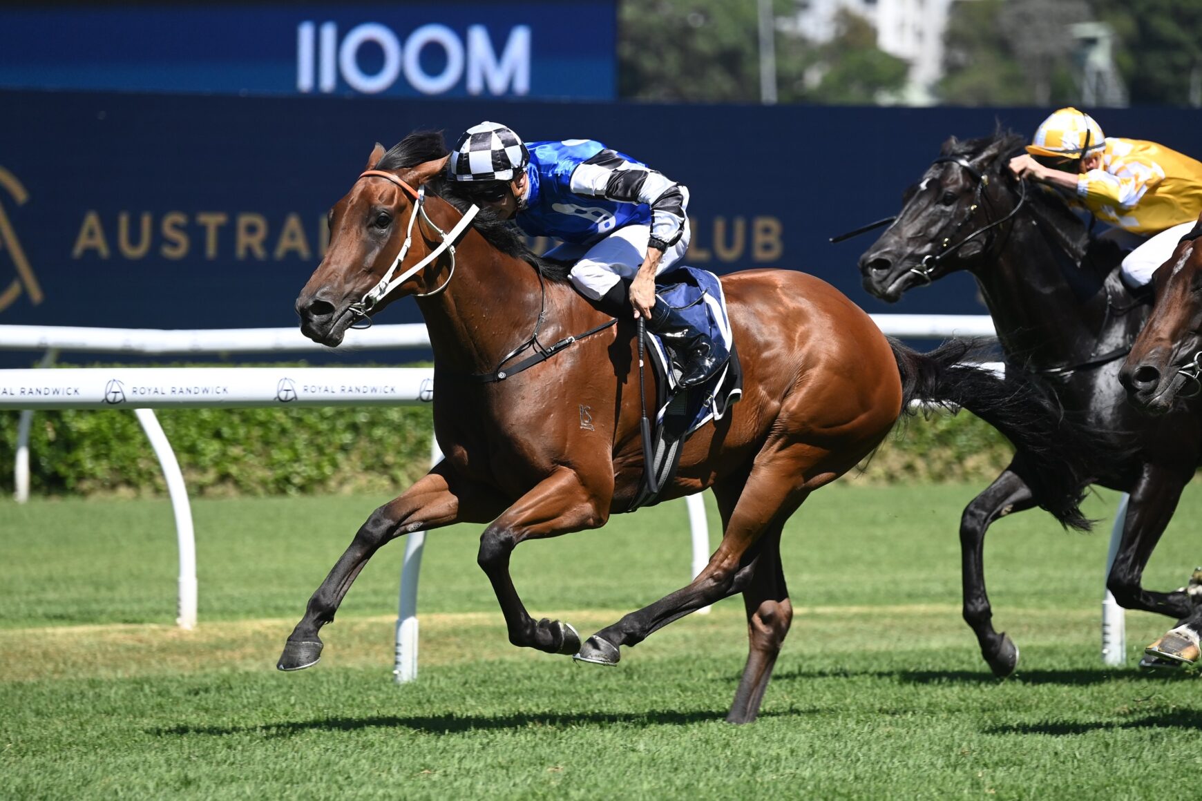 Brown horse in blue and white silks leads a race, jockey leaning forward on a grassy track.