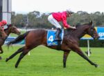Galloping horse race on a grassy track; jockey in red silks leans forward on horse #4 with a blue saddle cloth marked 'sportsbet'. Behind are other racing horses and riders.