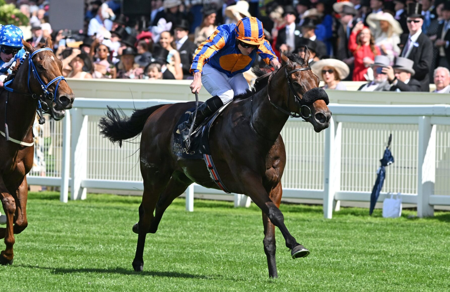 Jockey in blue and orange silks leans forward on a dark horse racing at full gallop, with a cheering crowd in the stands behind.