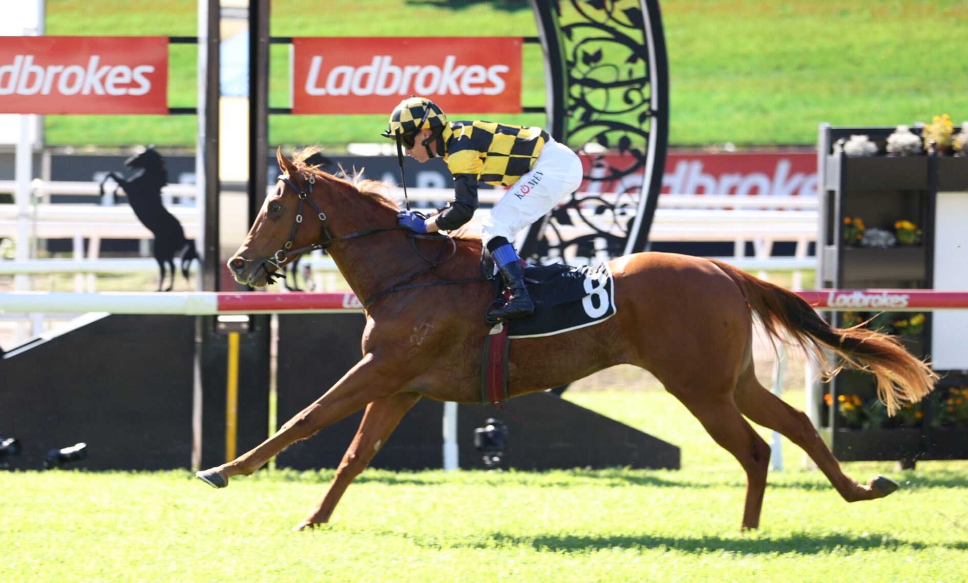 Jockey in yellow-and-black checkered silks rides a brown horse jumping over a hurdle at a racecourse, Ladbrokes banners in the background.