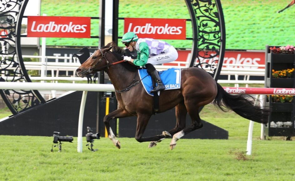 Horse and jockey mid-jump during a race at a Ladbrokes sponsored track.