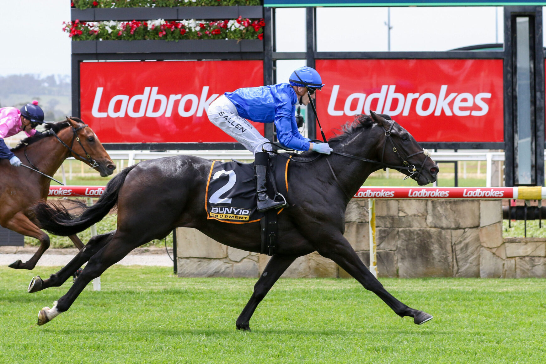 Jockey in blue silks rides a black horse at full gallop on a grassy racetrack, with Ladbrokes banners in the background.