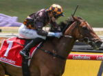 Jockey in orange and black checkered helmet riding a brown horse over a fence during a horse race, red saddle cloth with number 7 and Ladbrokes branding nearby