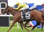 Chestnut racehorse with saddlecloth number 15, ridden by a jockey in yellow, racing on a turf track with rivals in blue and red.