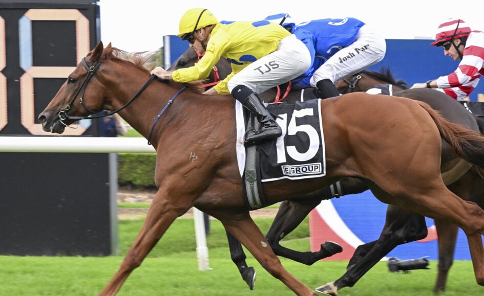 Chestnut racehorse with saddlecloth number 15, ridden by a jockey in yellow, racing on a turf track with rivals in blue and red.