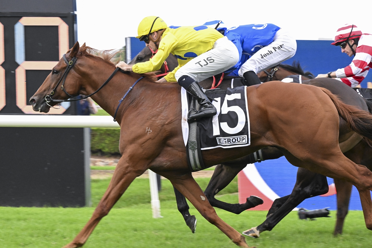 Chestnut racehorse with saddlecloth number 15, ridden by a jockey in yellow, racing on a turf track with rivals in blue and red.