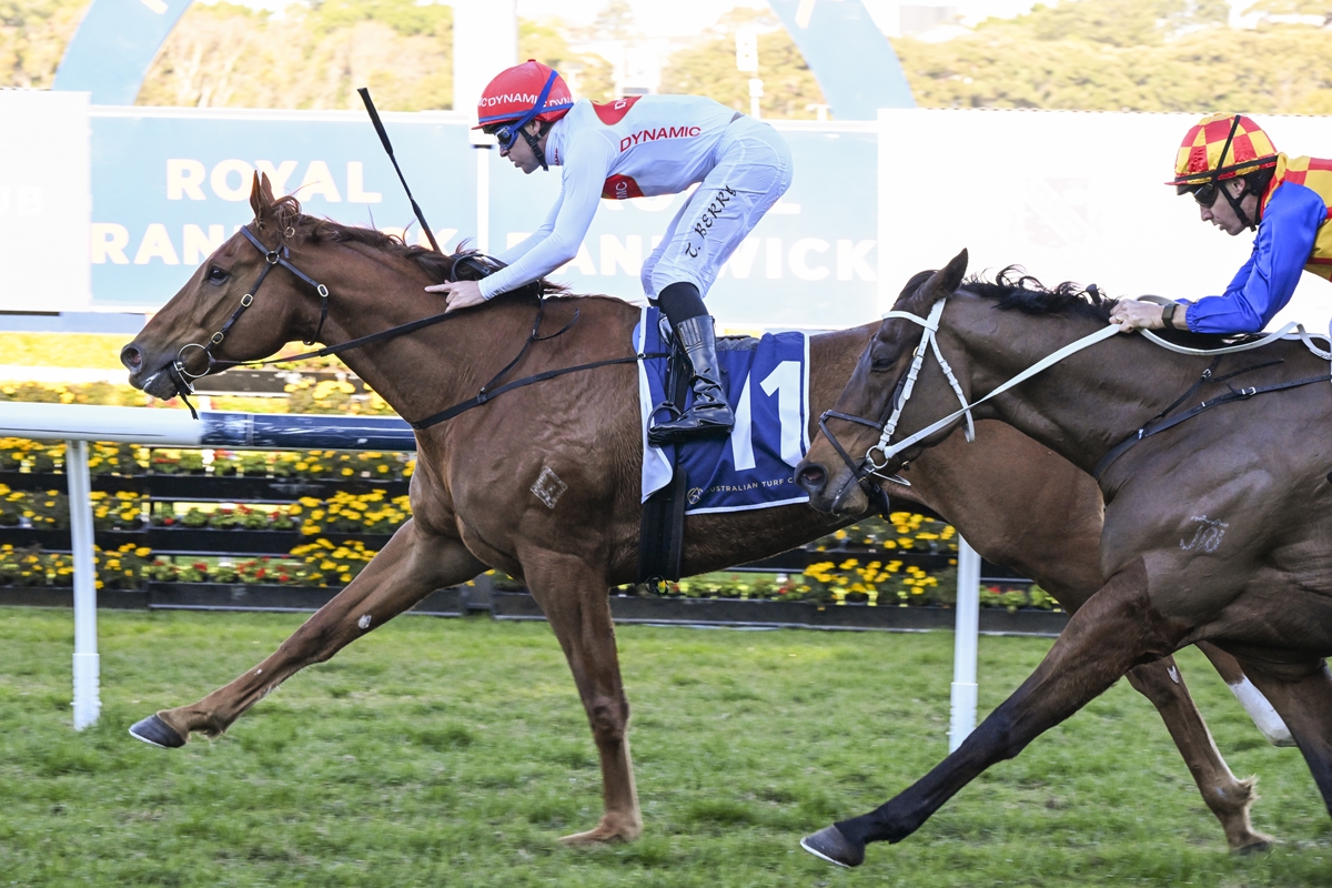 Horse race scene: two jockeys riding sprinting horses on a track, lead horse wearing blue saddle cloth marked '1' and a red helmeted rider in white.