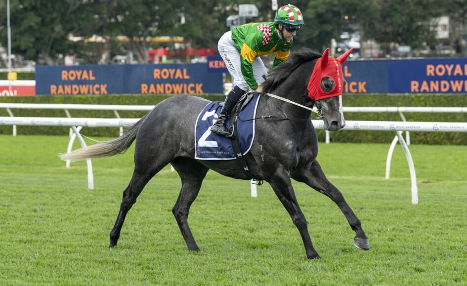Grey racehorse wearing a red hood and blue number-2 saddle cloth, jockey in green and yellow silks on a grassy track under race banners.