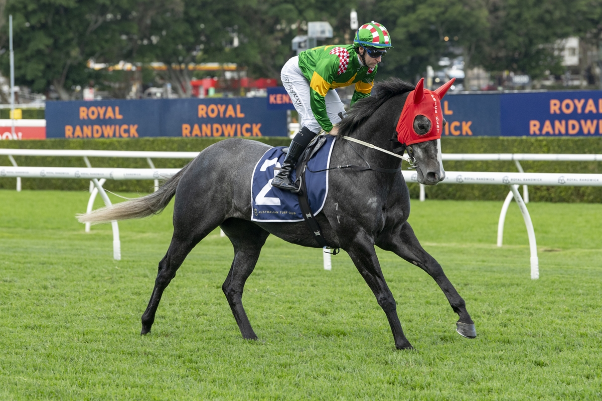 Grey racehorse wearing a red hood and blue number-2 saddle cloth, jockey in green and yellow silks on a grassy track under race banners.