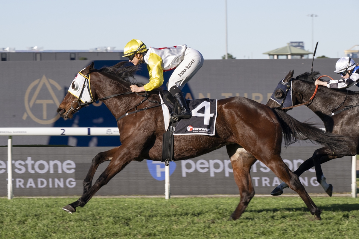 Jockey in yellow helmet and white-and-yellow silks rides a dark brown racehorse with the number 4 saddlecloth during a race on a grassy track, another horse close behind.