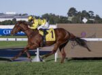 Brown racehorse and jockey in yellow silks sprint on a track, number 1 saddle cloth leading a race.