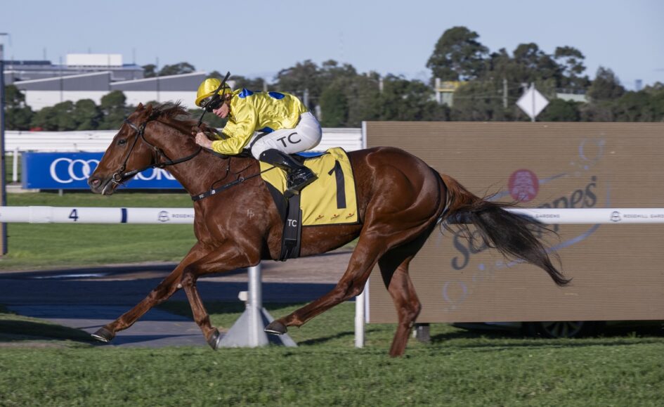 Brown racehorse and jockey in yellow silks sprint on a track, number 1 saddle cloth leading a race.