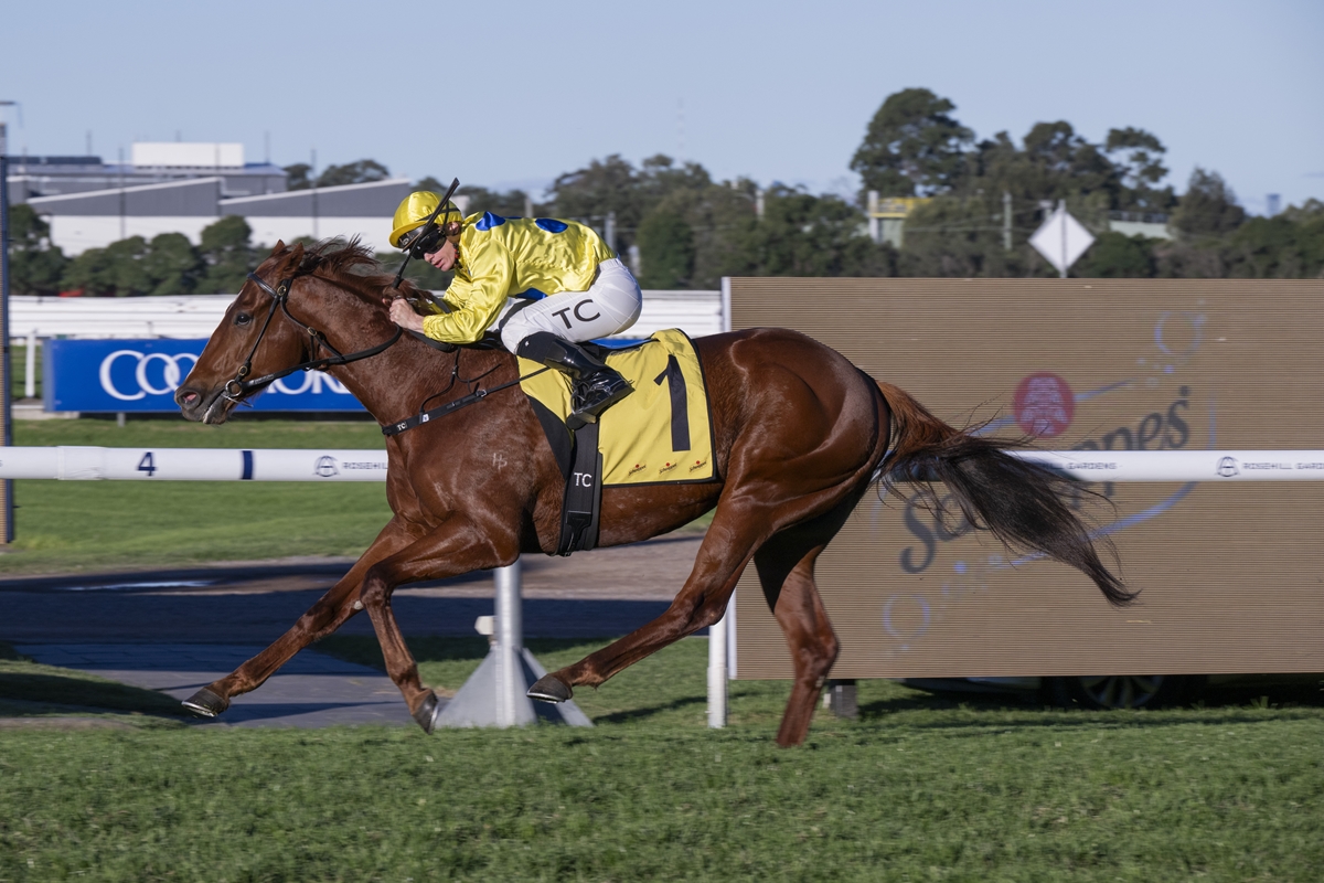 Chestnut racehorse with jockey in bright yellow silks and cap, numbered saddlecloth 1, galloping on a turf track.