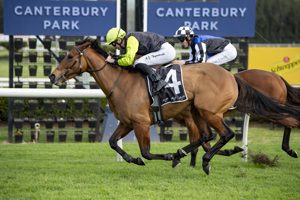 Two jockeys ride a galloping horse with number 4 at Canterbury Park on a green turf track, closely pursued by another horse and rider.
