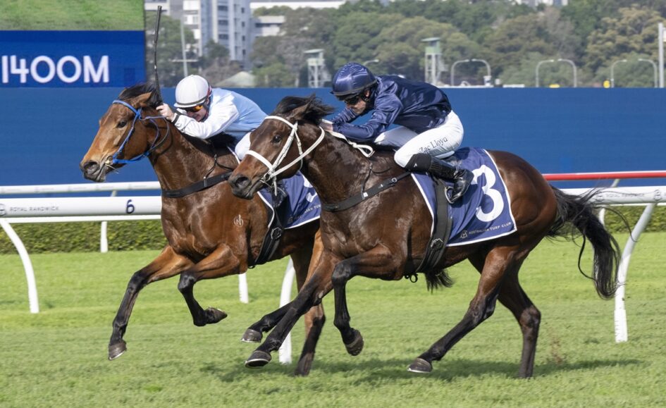 Two jockeys in blue and white silks ride brown racehorses neck and neck on a green turf track, number 3 visible on the nearer horse’s cloth.