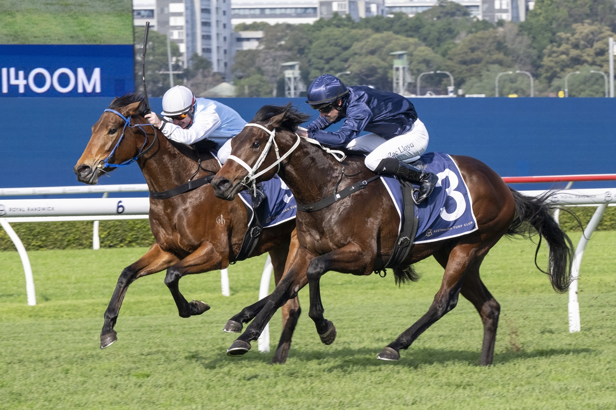 Two jockeys in blue and white silks ride brown racehorses neck and neck on a green turf track, number 3 visible on the nearer horse’s cloth.