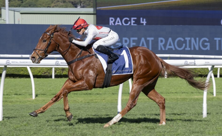 Chestnut racehorse with jockey in white silks and red helmet, number 1, sprinting on a turf racecourse.
