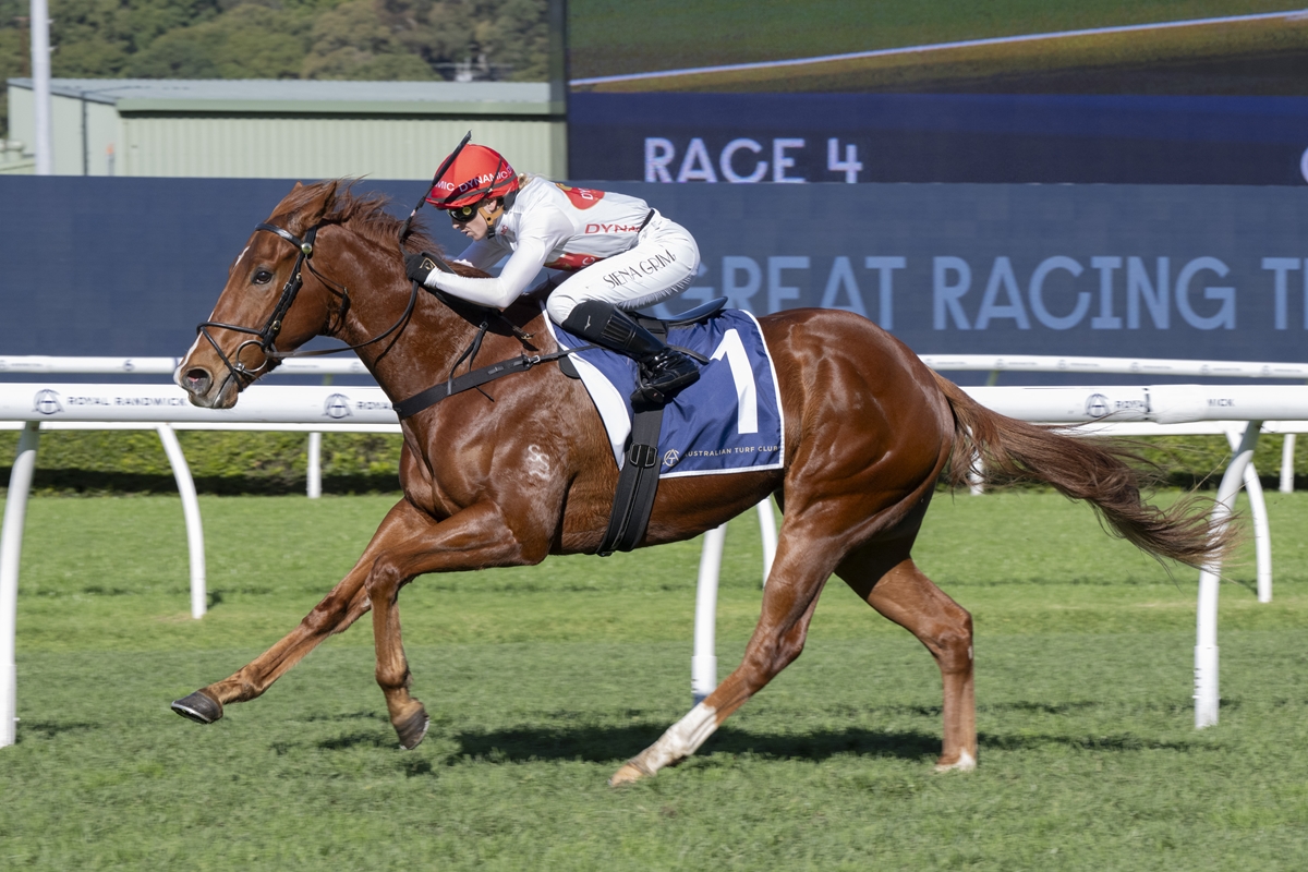 Chestnut racehorse with jockey in white silks and red helmet, number 1, sprinting on a turf racecourse.