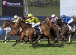 Group of thoroughbred horses racing on a green turf track with jockeys in colorful silks.