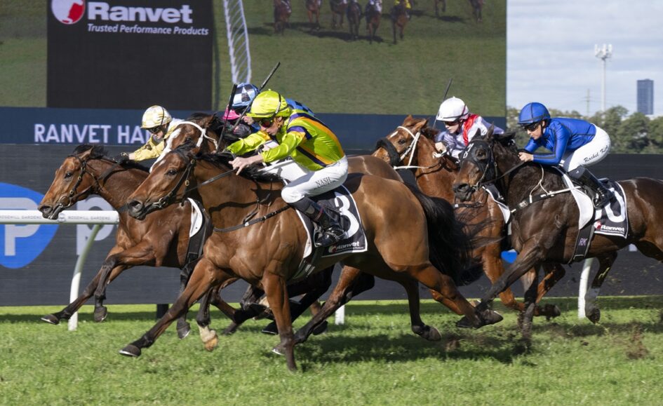 Group of thoroughbred horses racing on a green turf track with jockeys in colorful silks.