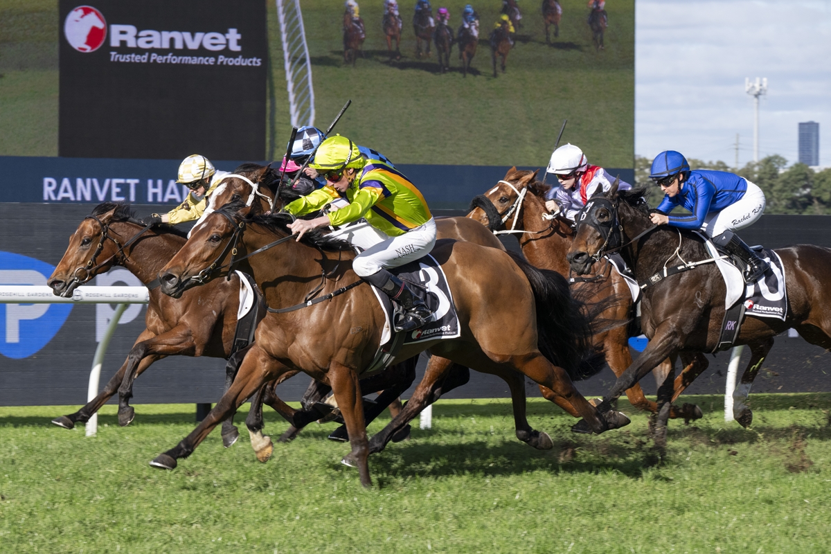 Group of thoroughbred horses racing on a green turf track with jockeys in colorful silks.