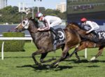 Two jockeys race their horses on a sunny turf track; the lead gray horse wears a white hood while the trailing bay horse bears the number 13 saddle cloth.